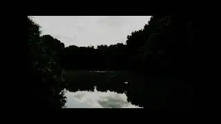 Lost in the Forest