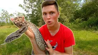 The DUMERIL'S BOA! Facts and info (Animal Breakdown)