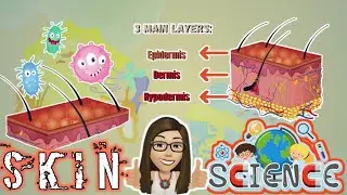 The Sense Organ - SKIN (LAYERS OF THE SKIN)