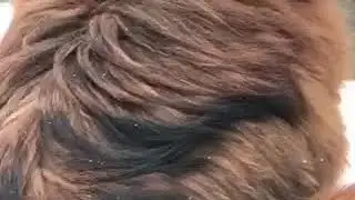 Тибетский  мастиф Гаврюша 2 года на горе)