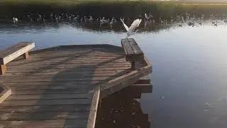 8/6/2023  Egret taking flight
