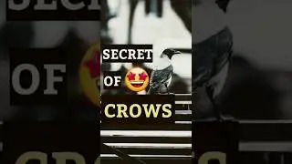 THIS CROW WILL BLOW YOUR MIND😲🔥 