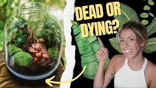 Terrarium Refresh - How To