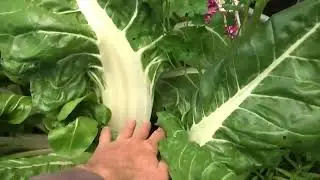 Pollinators Galore And A Greenhouse Tour! 3Canyons Permaculture Farm