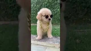 Cutest labrador 😘😘 & Funniest puppies #labrador #funnydogs #cutedog #funnypuppy #shorts #trending
