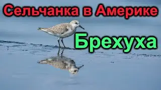 Сельчанка в Америке. Корона жмет