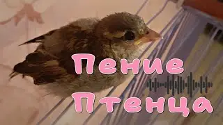 КАК ПОЕТ ПТЕНЕЦ ВОРОБЬЯ. СЛЕТОК ВОРОБЕЙ.Первое  ПЕНИЕ домашнего птенца ВОРОБЬЯ..