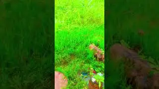 Bhole baba ki short Vidio 🔱🔱🔔bhole baba short video  #shortsart #bholenath #bhole