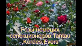 Фото роз  с названиями сортов роз немецкие селекции .Первый год цветения  2019