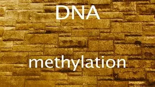 DNA methylation