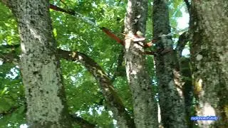 Le tilleul extraordinaire de l'Auberson, 430 cm de diamètre et choyé par le service des forêts.