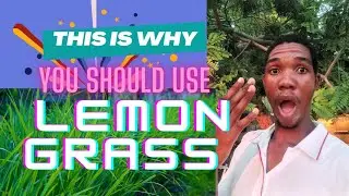 THIS IS WHY YOU SHOULD USE LEMONGRASS 🌿😱💯