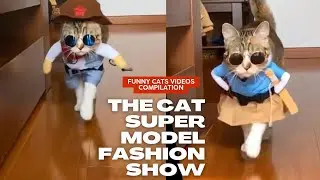 the cats and kittens | funny cats videos compilation (8)