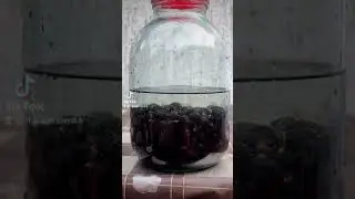 черная смородина настойка