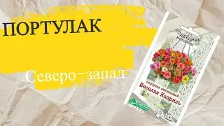 Портулак от посева до всходов