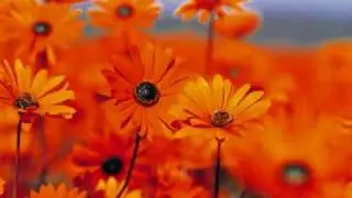 G-point: Szállj csak szállj a széllel...