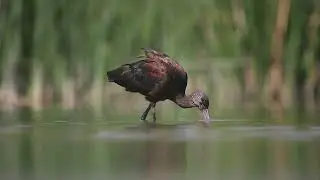 Cuervo de Pantano (Plegadis chihi)