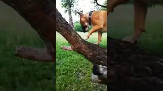 бультерьер на дереве 🐶🌳 #бультерьер #минибуль