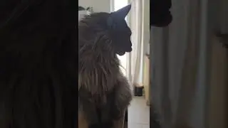 Maine coon cat in the house...