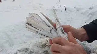 Мраморные голуби Вардана!