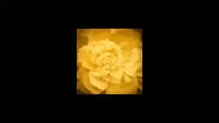 Tuono - Setembro Amarelo
