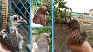 Новости на хозяйстве! Куча пополнений!❤