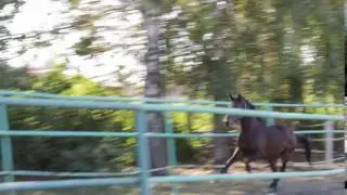 Каприоль, шпринт, жер., 2010