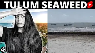 Tulum beach SEAWEED!