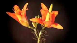 Il linguaggio segreto dei fiori, Vanessa Diffenbaugh