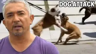 Can I Heal These Two Boxer Dogs? | Cesar 911 Season 1, Ep. 2 - Part 1