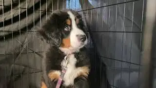 Bernese Mountain Dog Puppy Meets Her Ragdoll Cat Sister For The First Time