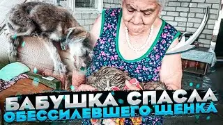 Бабушка спасла обессилевшего щенка.