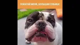 Покатай меня, большая собака!