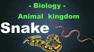 Animal Kingdom | Class Reptiles | Topic -  Snake | Narrotam sir | Abhi Education Classes |