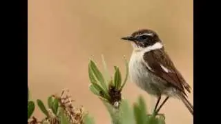 Sonido - "Tarabilla canaria" (Saxicola dacotiae dacotiae)