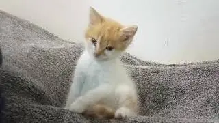 Бабушка читает сказку. Часть 5.