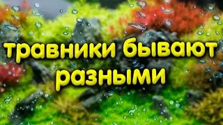 Травник или аквариум с живыми растениями. Особенности подкормки растений.