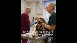 נסיכה לוחמת