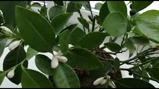 Мой любимый карамандин. домашний мандарин