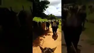 Gado mestiço