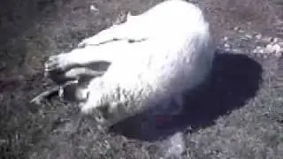 Kangal,Turkish Kangal,Kangalbg www.kangalbg.com