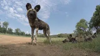 Wilddogs and remote car Wildlife Safari trip - Photos of Africa @livestreamnature @PhotosofAfrica.