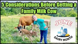 5 Considerations Before Getting a Family Milk Cow #juneisdairymonth23