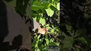 Соя после урагана с градом
