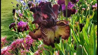 Ирисы. Очень красивый сад. Schreiner's Iris Gardens.