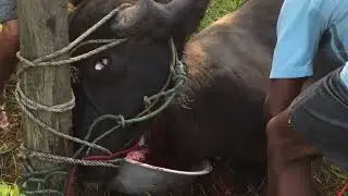 How Hindus sacrifice animals during festival
