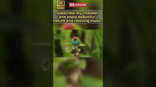 beautiful birds in tha world #shorts