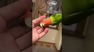 🫳🏼 🦜