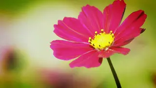 Beautiful Colourful Flowers Good Morning Wishes Good Morning Greeting Whatsapp Video 1080p HD