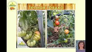 Томатное изобилие. ЧАСТЬ 5 - Выращивание томатов в теплице и на улице.